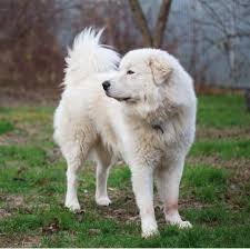 Maybe you would like to learn more about one of these? Maremma Sheepdog Puppies For Sale Adoptapet Com