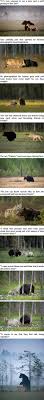 Awesome If A Friggin Wolf And Bear And Be Friends Can T Humans Be Friends With Humans Cute Animals Funny Animals Animals Beautiful