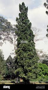 Image result for Strophanthus courmontii