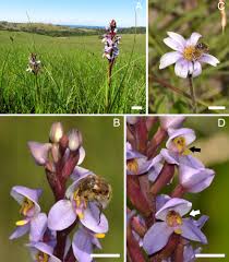 Image result for Orthochilus milnei