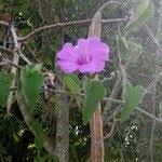 Image result for Ipomoea rubens