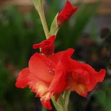 Image result for Gladiolus hollandii