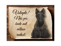 Image result for skotský teriér