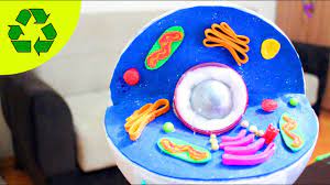 Creating a 3d animal cell project is a great way to model and familiarize yourself with all the various organelles that make up an animal cell. 3d Animal Cell Model My Son Won First Place I Can T Believe It Simplekidscrafts Youtube