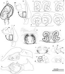 We would like to show you a description here but the site won't allow us. Phylogeny And Taxonomy Of European Funnel Web Spiders Of The Tegenaria Malthonica Complex Araneae Agelenidae Based Upon Morphological And Molecular Data Bolzern 2013 Zoological Journal Of The Linnean Society Wiley Online Library
