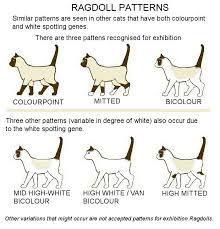 Colour And Pattern Charts