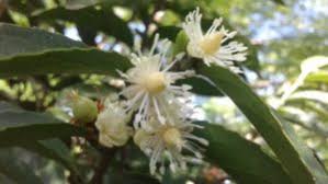 Image result for Rawsonia lucida