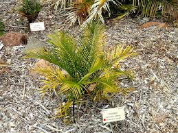 Image result for Macrozamia communis