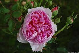 the ingenious mr fairchild rose photo rose rose photos ingenious