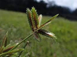 Image result for Cyperus pectinatus