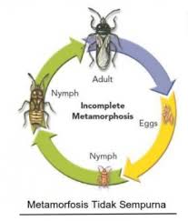 Hal ini yang ditandai dengan ukuran yang bertambah besar serta siap untuk melakukan perkawinan. Pengertian Metamorfosis Sempurna Dan Tidak Sempurna Terlengkap