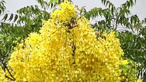 Summer flowers for your garden: Herbal Medicine Tree Golden Shower Or Cassia Fistula Or Amaltas Flowering In Summer Youtube
