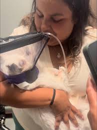 Today my son crossed the rainbow bridge. He's been my soulmate and the love  of my life. My soul is broken- my heart is broken. There will never be  enough time to