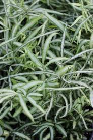 Image result for Pteris cretica