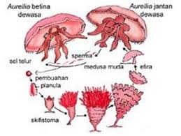 Obelia berkembang biak dengan cara. Daur Hidup Aurelia Aurita Pengertian Klasifikasi Dan Perbedaan