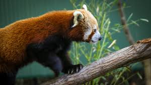 The zoo features many naturalistic outdoor habitats for its animal residents, including: 10 Facts About Red Pandas Currumbin Wildlife Sanctuary