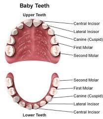 Baby Teeth Looking For A Paediatric Kids Dentist In Singapore Call Little India Dentist Dental Clinic Baby Teeth Tooth Chart Teething Chart