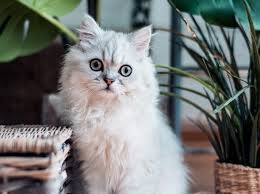 All available kitties for sale kitties for adoption retired breeding cats breeding cats. Importing Cats To Singapore 2020 Fees Requirements Processes
