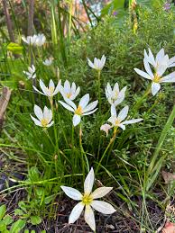Image result for Zephyranthes candida
