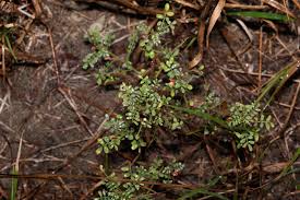 Image result for Indigofera colutea
