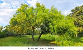 Image result for Parkinsonia aculeata