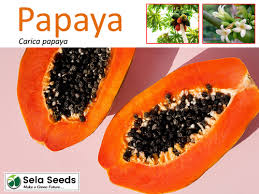 Image result for Carica papaya