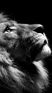 1407184431 Black And White Lion Iphone Jpg 640 1 136 Pixels Chloe Tournier 1407184431blackandwhitelioniphonejpg Chloe P Animales Photo Animaux Animaux