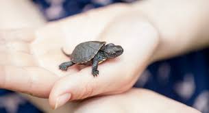 A common occurrence with pet turtles is that owners will buy the wrong breed and they seemingly never stop growing! What Is The Best Small Turtle For A Pet Tiny Turtle Pets Turtlepets