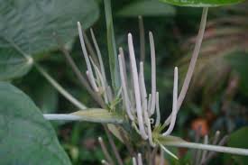 Image result for Piper umbellatum
