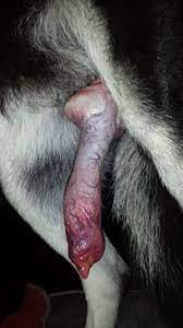 Dog knot close up