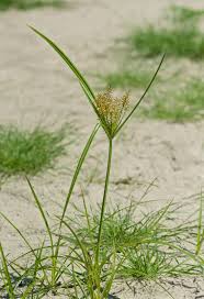 Image result for Cyperus esculentus