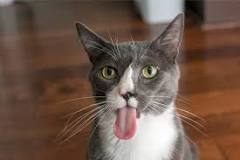 Image result