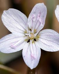 Image result for Montiaceae