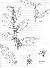 Image result for Grewia mollis