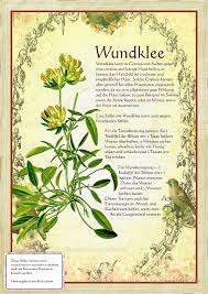 Bilder Aus Dem Buch Alte Heilkrauter Zeichnungen Heilpflanzen Krauter Krauter Pflanzen