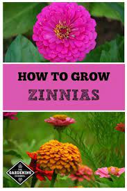 How To Grow Zinnias Zinnia Flowers Zinnia Garden Flower Garden Care