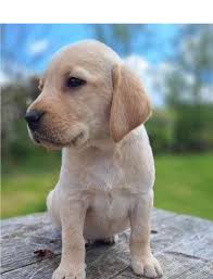 Image result for labrador retrívr