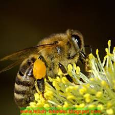 We did not find results for: Tanaman Bunga Banyak Nektar Dan Pollen Yg Disukai Lebah Madu Ternak Klanceng Lebah Madu Di Solo Jawa Tengah
