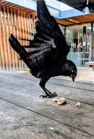Went to Knole Park in Sevenoaks to see the deer and made some extra friends.