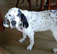 Find jobs for your career in hackettstown, nj. Hackettstown Nj Bluetick Coonhound Meet Albert A Pet For Adoption