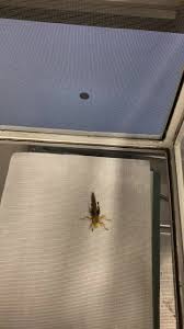 Therefore, a motion detector's is placement is critical, as it may end up being triggered by something that doesn't really count as motion at all. Neonicotinoid And Sulfoximine Pesticides Differentially Impair Insect Escape Behavior And Motion Detection Pnas