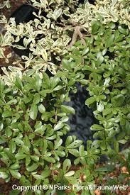 Image result for Terminalia mollis