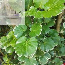 Image result for Polyscias fruticosa