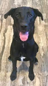 Borador Dog For Adoption In Fayetteville Ga Adn 786564 On Puppyfinder Com Gender Female Age Dog Adoption Happy Dogs Dogs