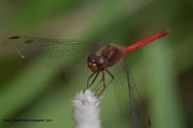 Small Birds Of Upstate Ny Red Dragonfly Nature Photos Animals Eagles