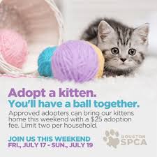 When you adopt a pet, not only are you adding to your family, you're saving a life! 25 Kitten Adoptions At The Houston Spca Houston Style Magazine Urban Weekly Newspaper Publication Website