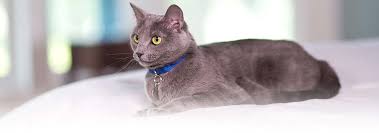 Alerjileri Olan Insanlar Ve Kediler Hill S Pet
