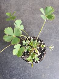 Image result for Marsilea minuta