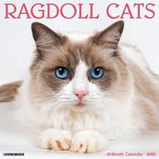 While visualising this calendar please take into account that some countries often publish their data in different dates than what was previously announced because of data gathering delays or other issues. Ragdoll Cats 2020 Wall Calendar Willow Creek Press Shop Online For Books In New Zealand