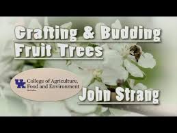 The best grafts for plants & fruit trees. Grafting Budding Fruit Trees Youtube